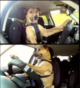 Μικρή ανάσα... Κι όμως, τα σκυλιά μπορούν να οδηγήσουν! (βίντεο)