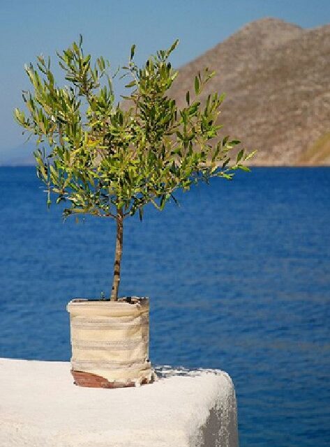 ας ξεκινήσουμε με όνειρα… (μουσικά βίντεο και ταινία)